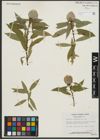Foto von Salix rigida Muhl.